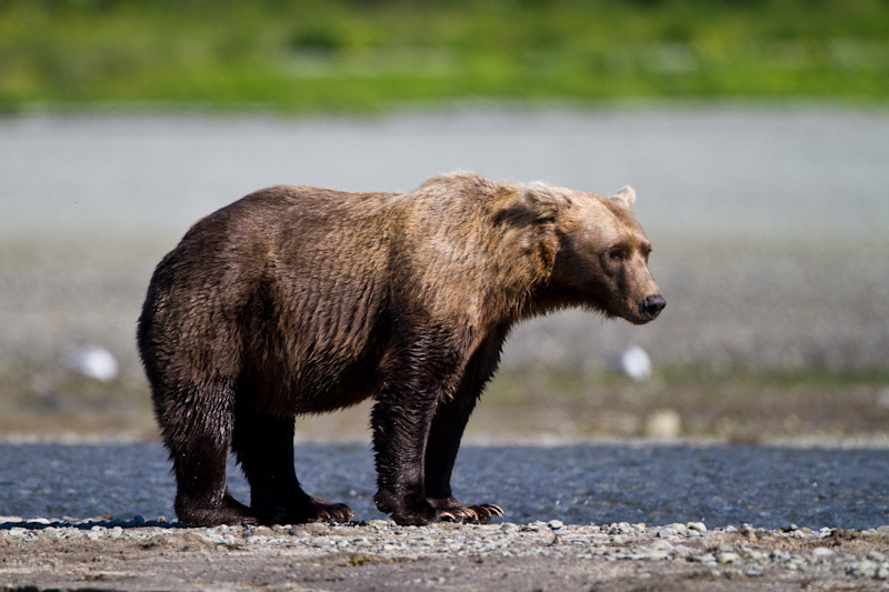 Grizzly Bear